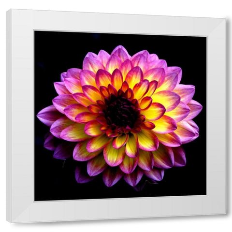 Dahlia White Modern Wood Framed Art Print by Leahy, Ike