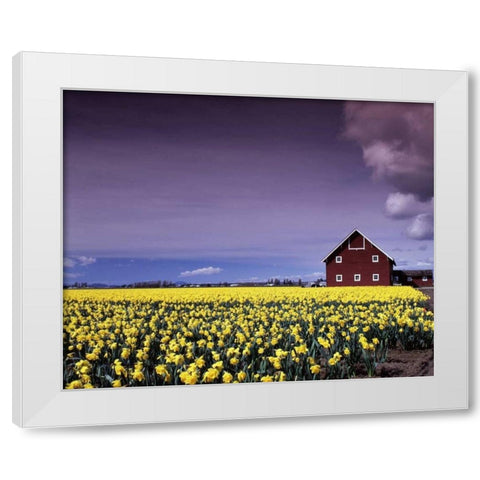 Barn in Daffodils White Modern Wood Framed Art Print by Leahy, Ike