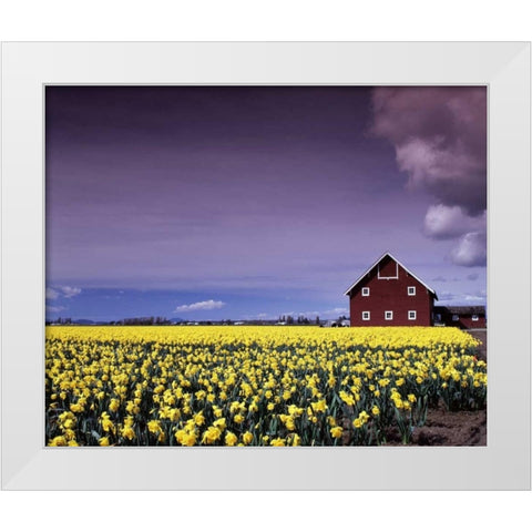 Barn in Daffodils White Modern Wood Framed Art Print by Leahy, Ike