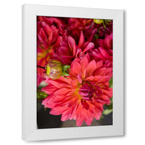Fuschia Dalhia II White Modern Wood Framed Art Print by Love, Maureen