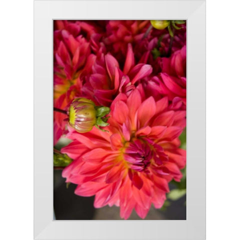 Fuschia Dalhia II White Modern Wood Framed Art Print by Love, Maureen
