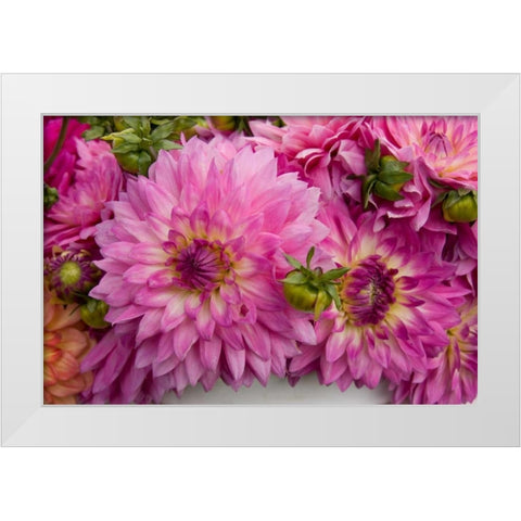 Purple Dalhia I White Modern Wood Framed Art Print by Love, Maureen