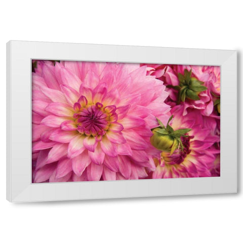 Pink Dalhia II White Modern Wood Framed Art Print by Love, Maureen