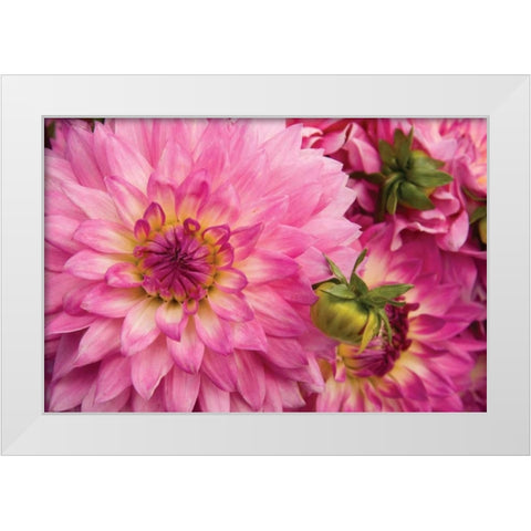 Pink Dalhia II White Modern Wood Framed Art Print by Love, Maureen