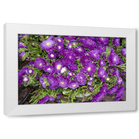 Purple Stars I White Modern Wood Framed Art Print by Love, Maureen