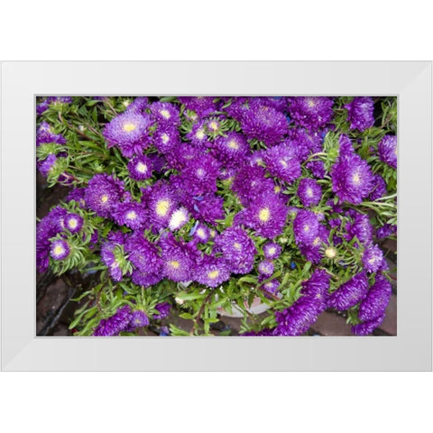 Purple Stars I White Modern Wood Framed Art Print by Love, Maureen