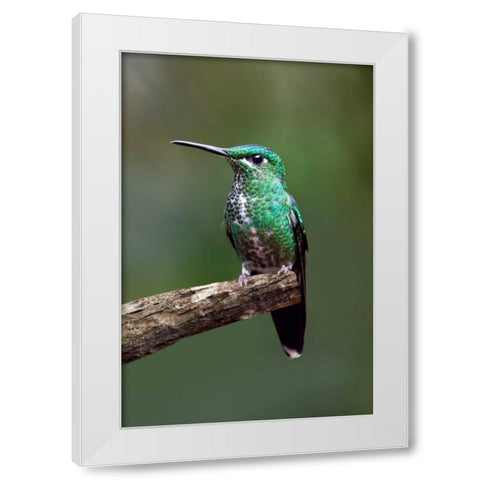 Hummingbird IV White Modern Wood Framed Art Print by Malvin, Larry