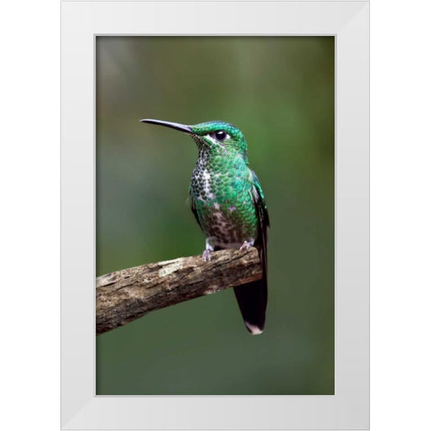 Hummingbird IV White Modern Wood Framed Art Print by Malvin, Larry