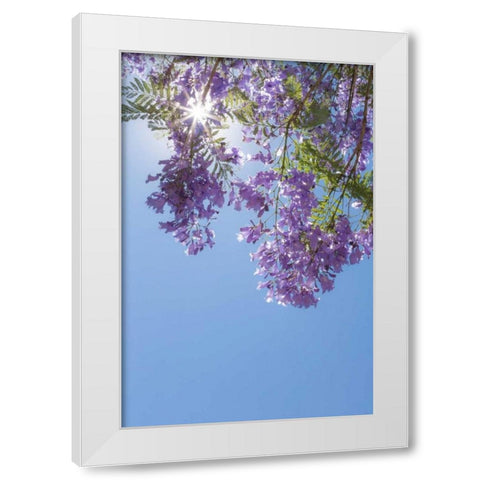 Jacaranda Tree I White Modern Wood Framed Art Print by Mahan, Kathy
