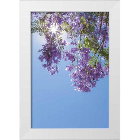 Jacaranda Tree I White Modern Wood Framed Art Print by Mahan, Kathy