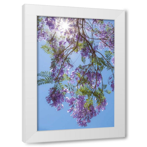 Jacaranda Tree II White Modern Wood Framed Art Print by Mahan, Kathy