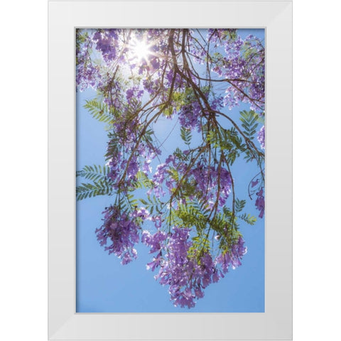 Jacaranda Tree II White Modern Wood Framed Art Print by Mahan, Kathy