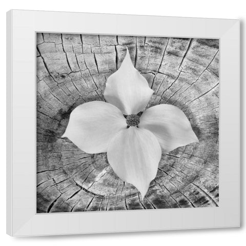 Bloom I White Modern Wood Framed Art Print by Mahan, Kathy