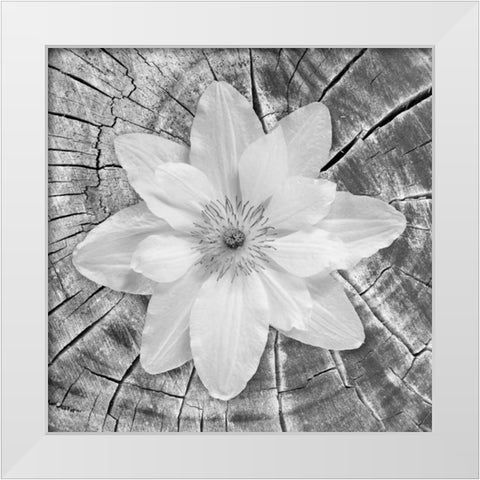 Bloom II White Modern Wood Framed Art Print by Mahan, Kathy