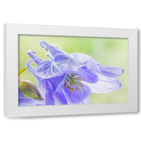 Columbine Flowers I White Modern Wood Framed Art Print by Mahan, Kathy
