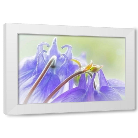 Columbine Flowers II White Modern Wood Framed Art Print by Mahan, Kathy