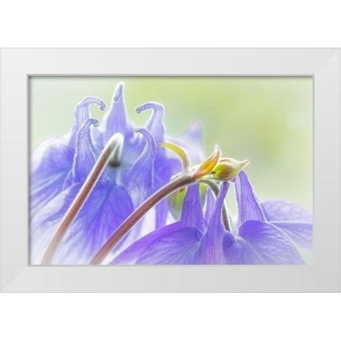 Columbine Flowers II White Modern Wood Framed Art Print by Mahan, Kathy