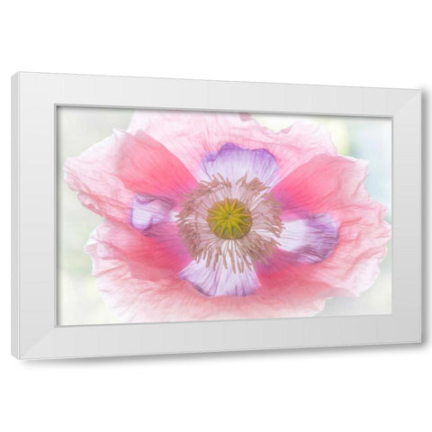 Poppy Hih Key II White Modern Wood Framed Art Print by Mahan, Kathy