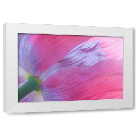 Pink Poppy I White Modern Wood Framed Art Print by Mahan, Kathy