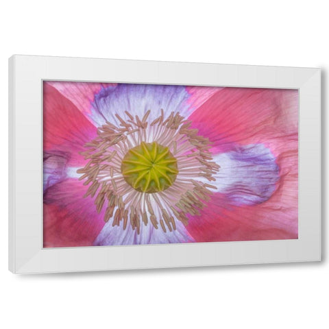 Pink Poppy II White Modern Wood Framed Art Print by Mahan, Kathy