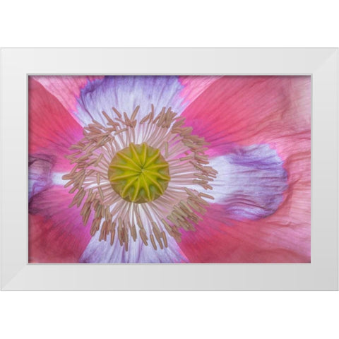 Pink Poppy II White Modern Wood Framed Art Print by Mahan, Kathy