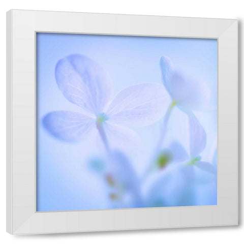 Hydrangea Blossoms I White Modern Wood Framed Art Print by Mahan, Kathy
