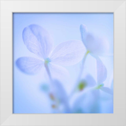 Hydrangea Blossoms I White Modern Wood Framed Art Print by Mahan, Kathy