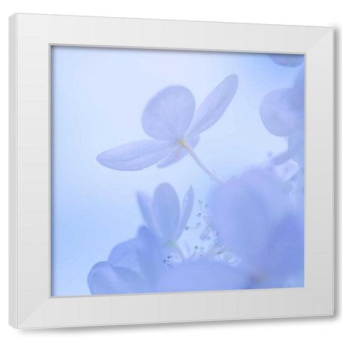 Hydrangea Blossom II White Modern Wood Framed Art Print by Mahan, Kathy