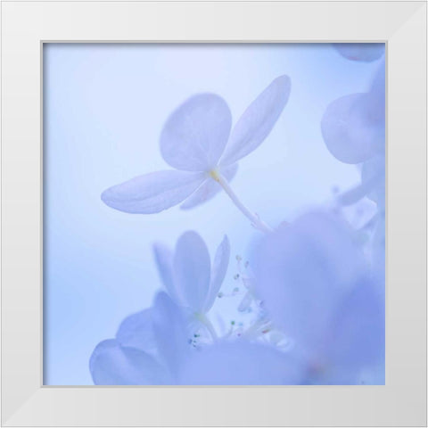 Hydrangea Blossom II White Modern Wood Framed Art Print by Mahan, Kathy