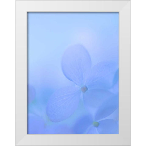 Hydrangea Paniculata I White Modern Wood Framed Art Print by Mahan, Kathy