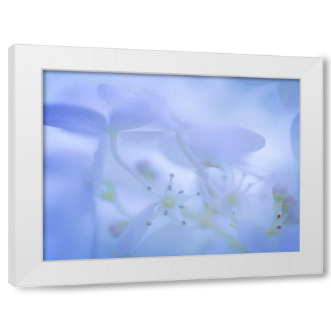 Lime Light Hydrangea I White Modern Wood Framed Art Print by Mahan, Kathy