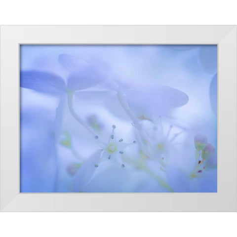 Lime Light Hydrangea I White Modern Wood Framed Art Print by Mahan, Kathy