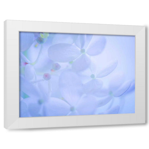 Lime Light Hydrangea II White Modern Wood Framed Art Print by Mahan, Kathy