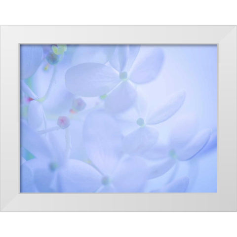 Lime Light Hydrangea II White Modern Wood Framed Art Print by Mahan, Kathy