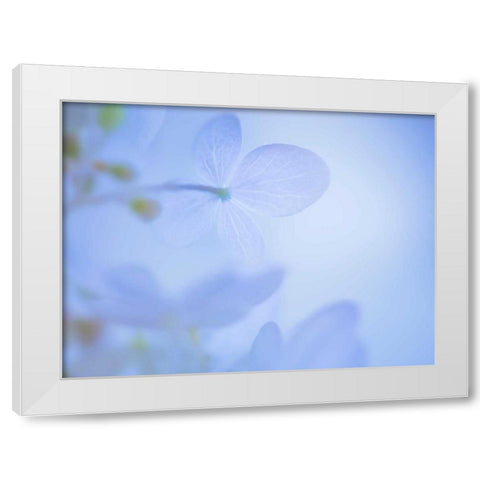 Lime Light Hydrangea III White Modern Wood Framed Art Print by Mahan, Kathy