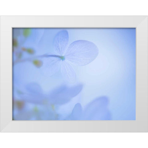 Lime Light Hydrangea III White Modern Wood Framed Art Print by Mahan, Kathy