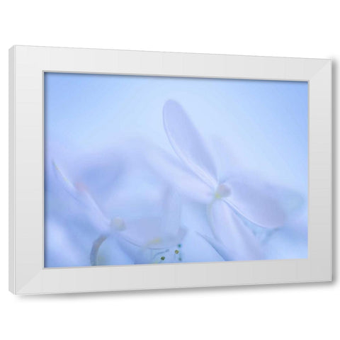 Lime Light Hydrangea IV White Modern Wood Framed Art Print by Mahan, Kathy