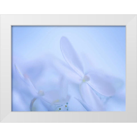 Lime Light Hydrangea IV White Modern Wood Framed Art Print by Mahan, Kathy