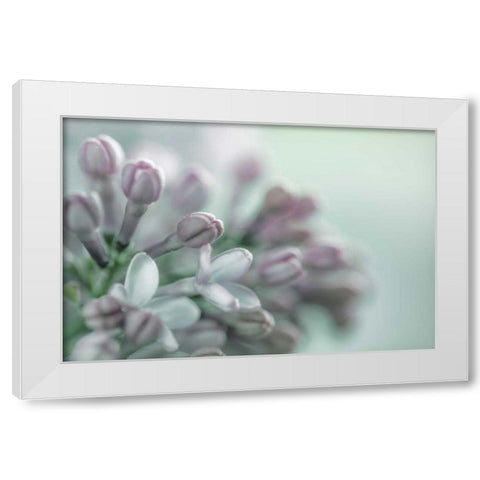 Lilac Blossom II White Modern Wood Framed Art Print by Mahan, Kathy