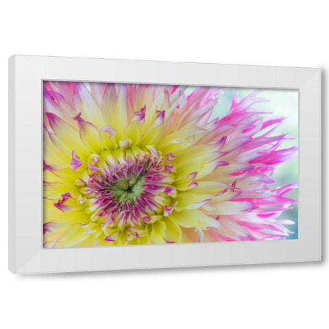 Dahlia Close Up IV White Modern Wood Framed Art Print by Mahan, Kathy