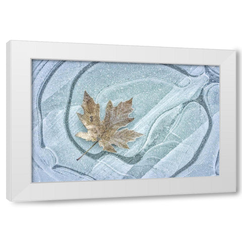 Frosty Leaf on Ice I White Modern Wood Framed Art Print by Mahan, Kathy