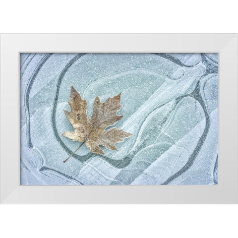 Frosty Leaf on Ice I White Modern Wood Framed Art Print by Mahan, Kathy