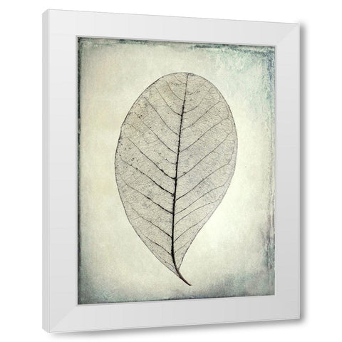 Skeletonized leaf White Modern Wood Framed Art Print by Mahan, Kathy