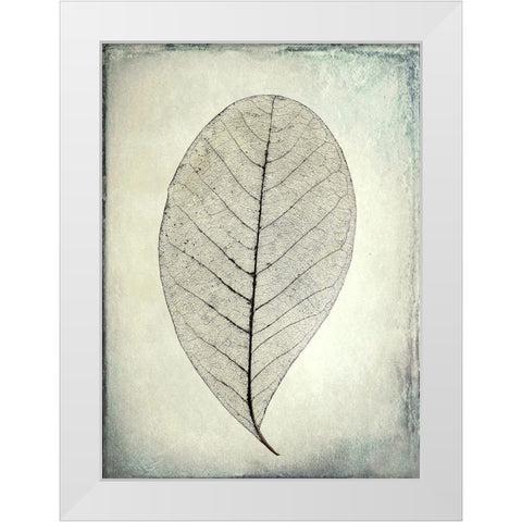 Skeletonized leaf White Modern Wood Framed Art Print by Mahan, Kathy