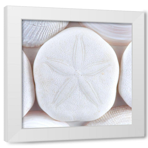 Seashells I White Modern Wood Framed Art Print by Mahan, Kathy
