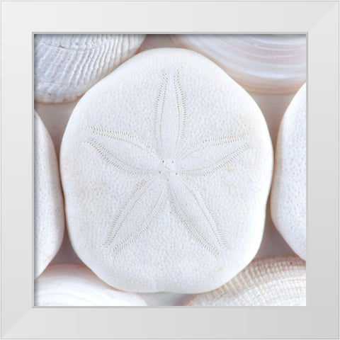 Seashells I White Modern Wood Framed Art Print by Mahan, Kathy