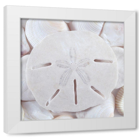Seashells II White Modern Wood Framed Art Print by Mahan, Kathy