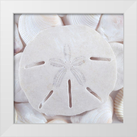 Seashells II White Modern Wood Framed Art Print by Mahan, Kathy
