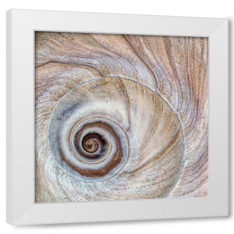 Moon Snail Shell White Modern Wood Framed Art Print by Mahan, Kathy