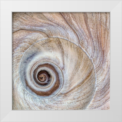 Moon Snail Shell White Modern Wood Framed Art Print by Mahan, Kathy